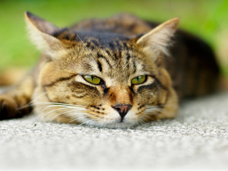 Кот зажмурился