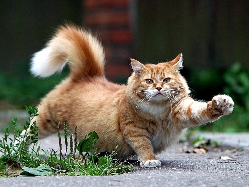 Забавные кошки