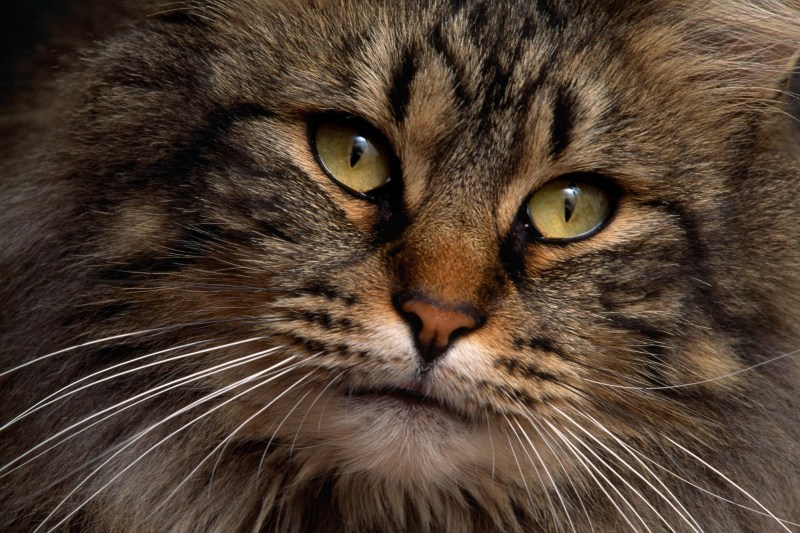 Морда кота