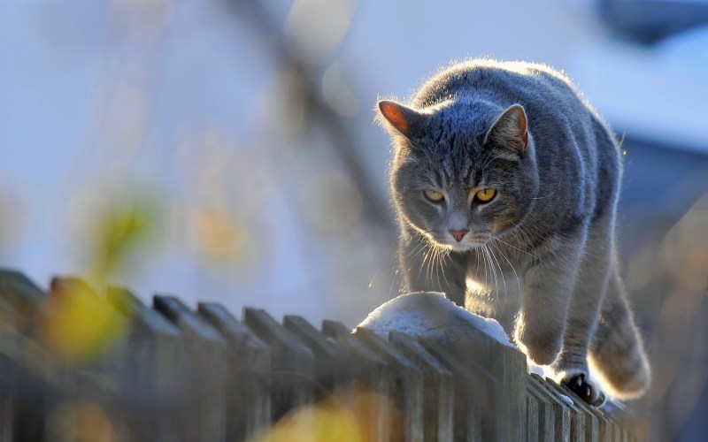 Кот на заборе