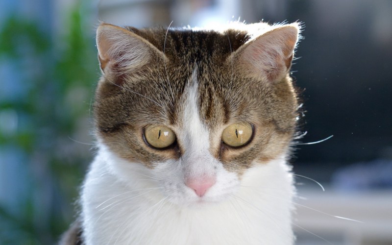 Котяра картинки