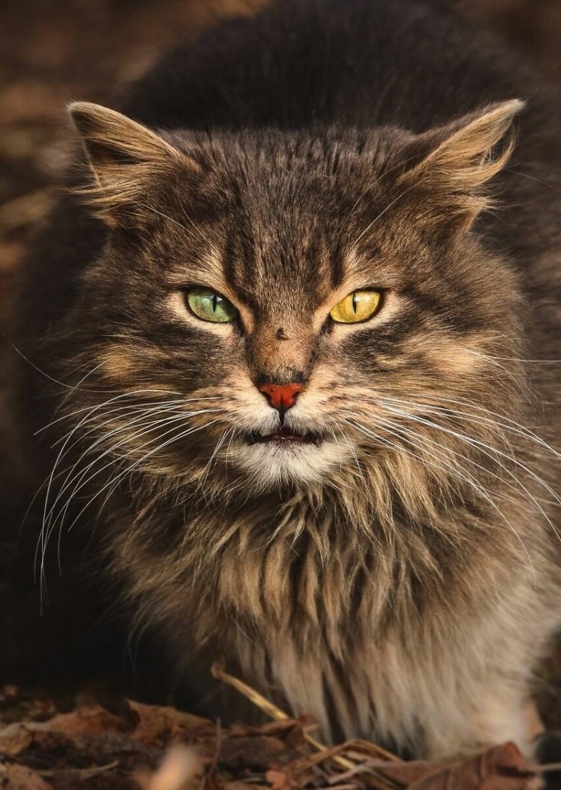 Бездомный кот