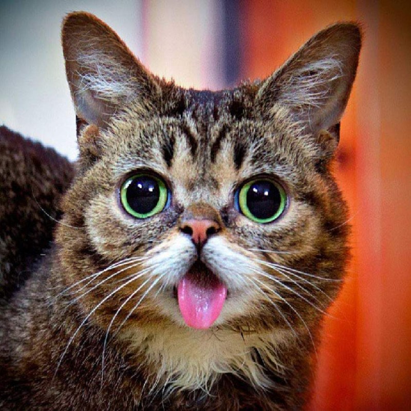 Смешной кот