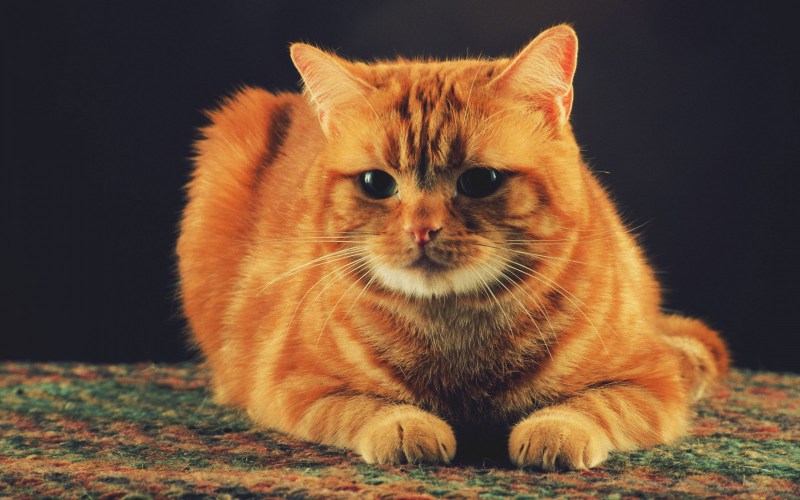 Ginger tabby Cat порода