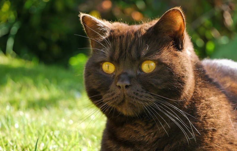 Морда кота