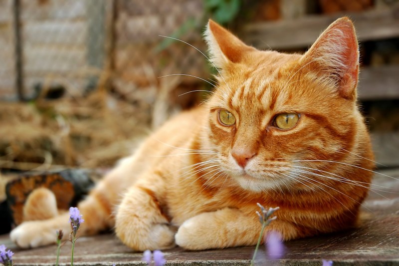 Рыжий котик