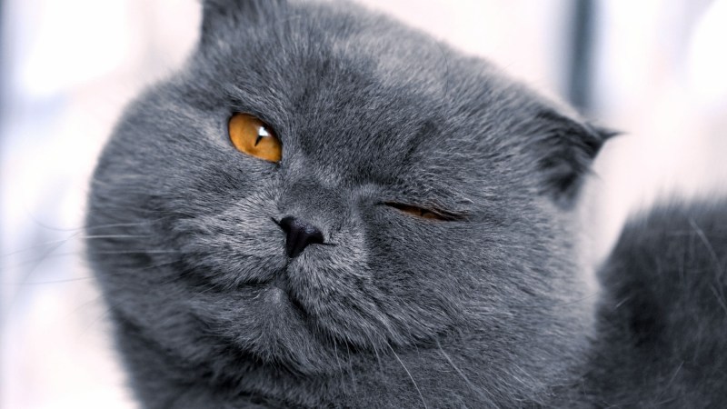 Довольная морда кота
