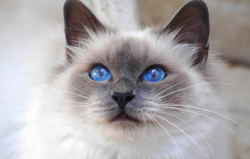Сиамский кот метис