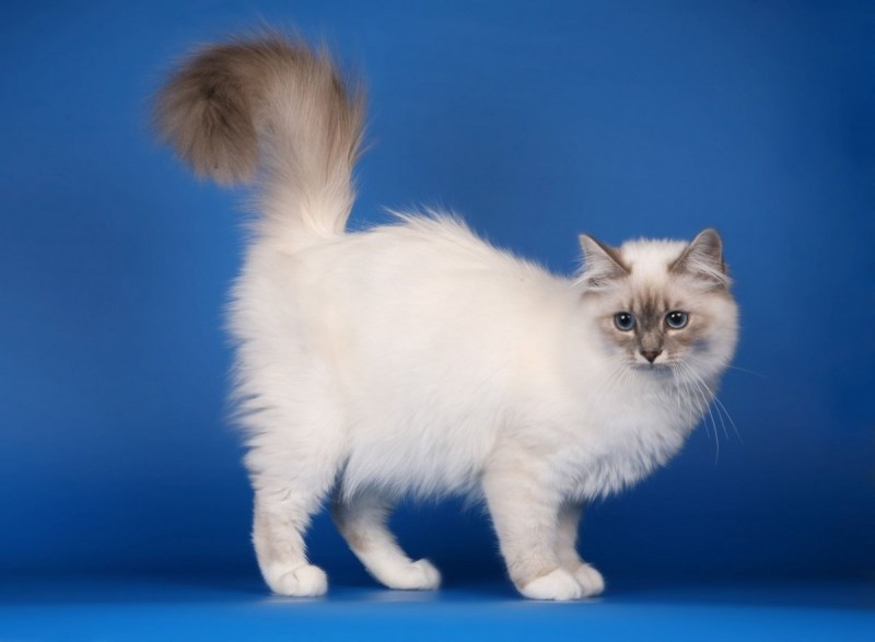 Священная Бирма кошка