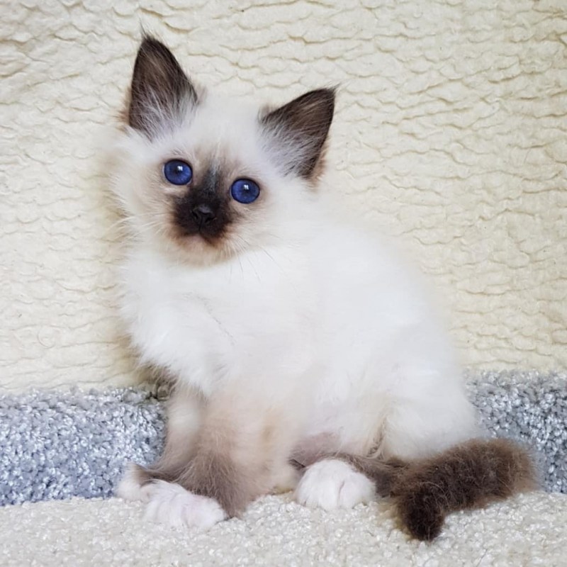 Священная Бирма кошка
