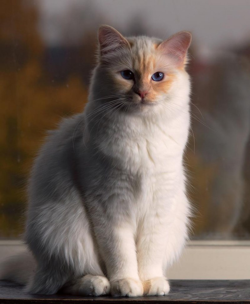 Священная бирманская кошка котята