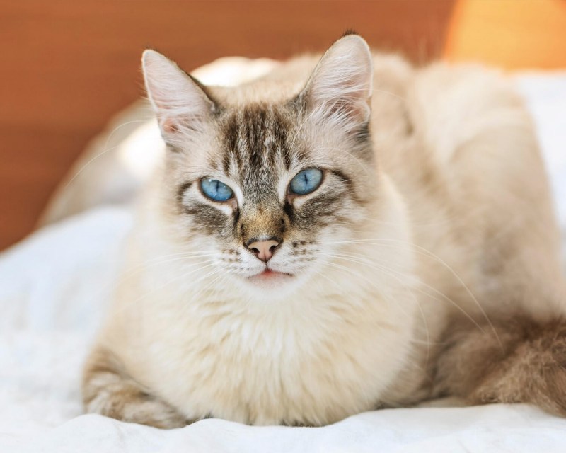 Священная бирманская кошка фото