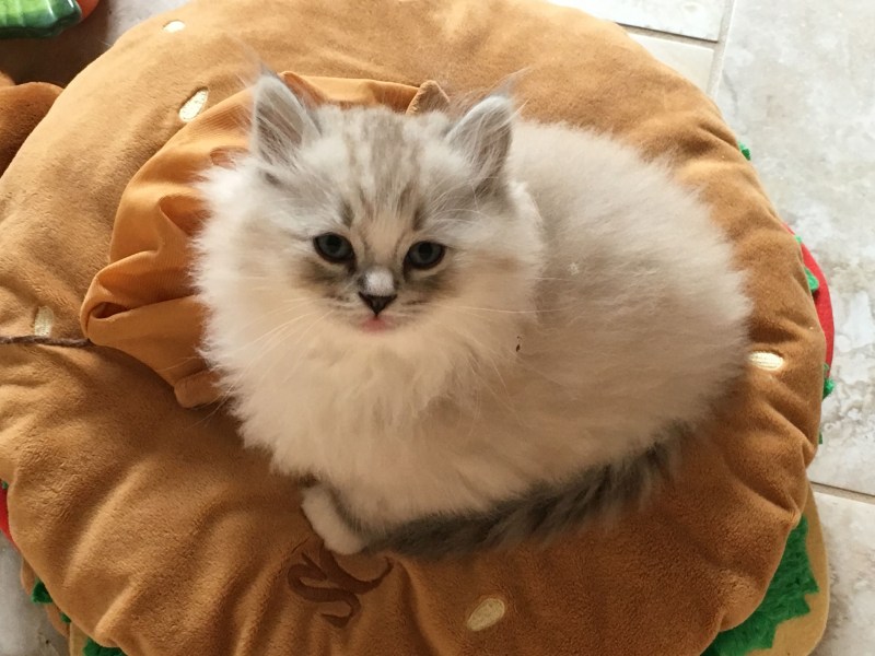 Рыжий длинношерстный Сибирский кот