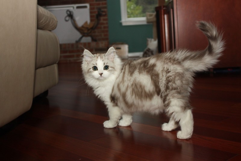 Породы кошек у которых нет ресниц