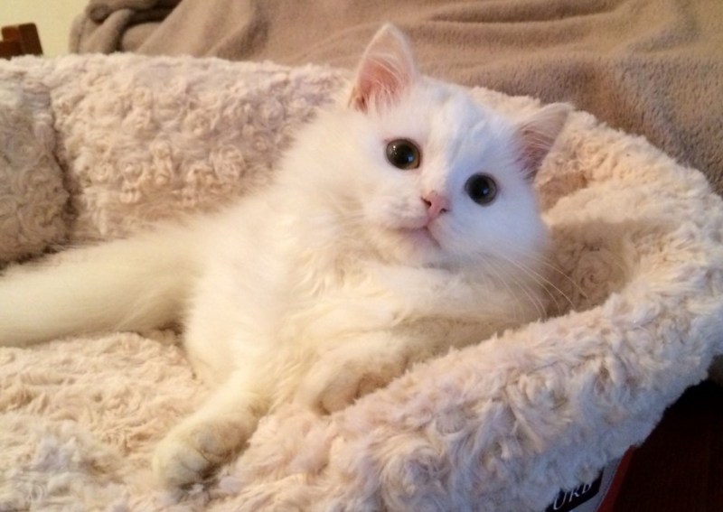 Кошка Маффин