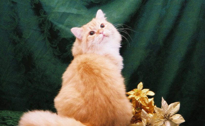 Рагамаффин кошка