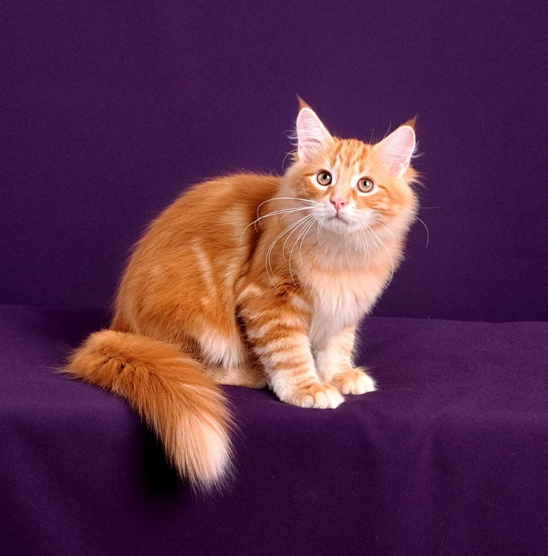 Рагамаффин черные котята