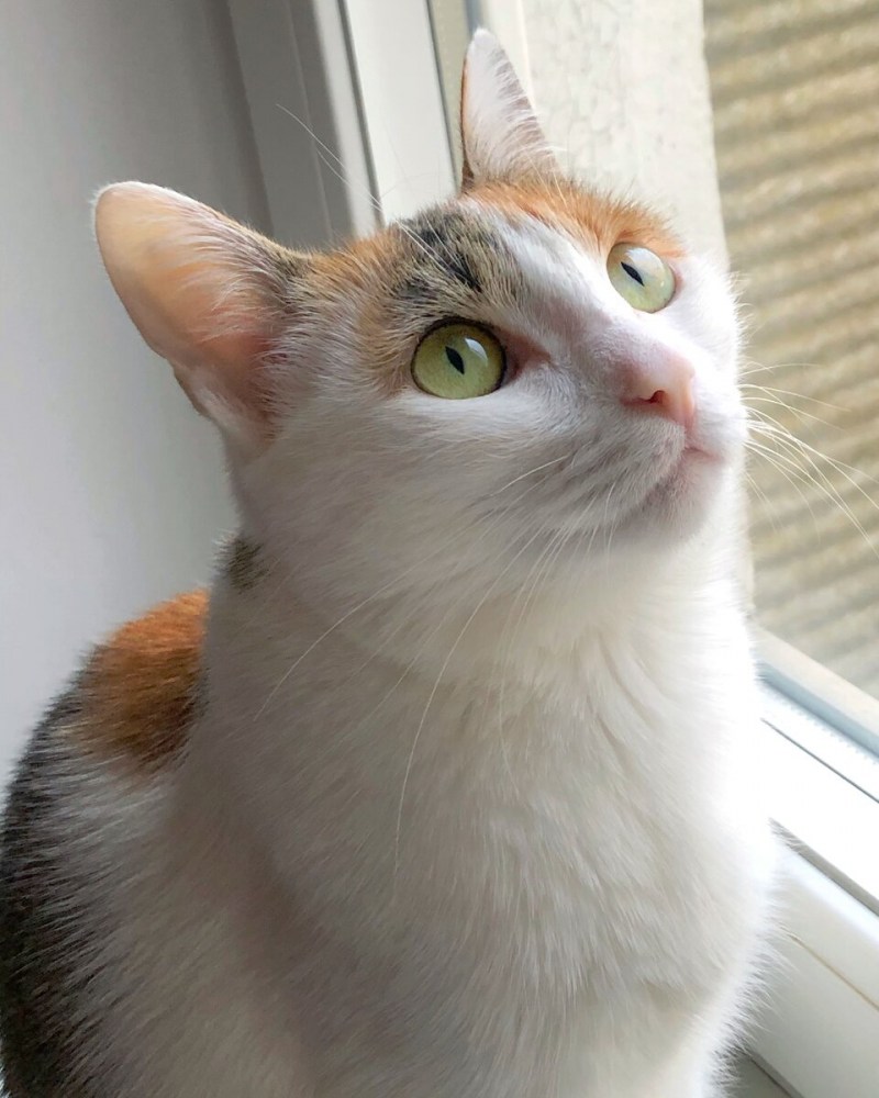 Кошка Афина фото