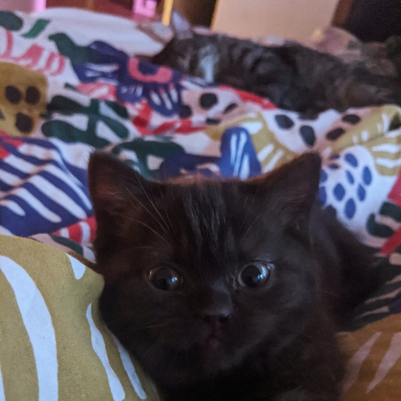 Афинская кошка