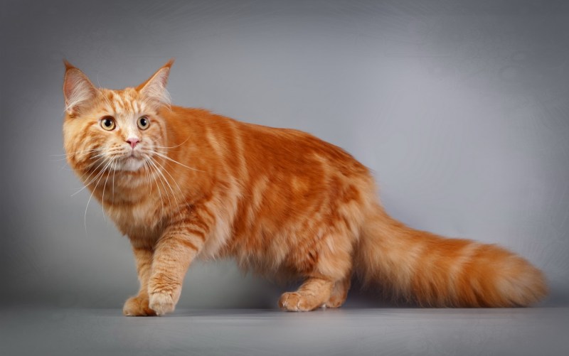 Коты породы Мейн кун