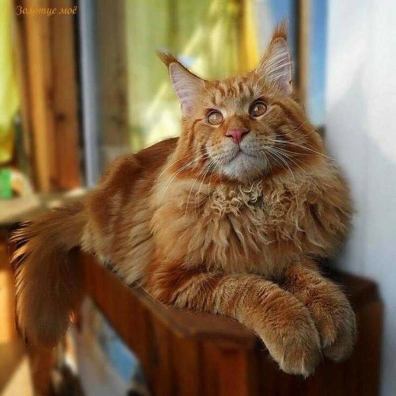 Большой рыжий кот Мейн кун
