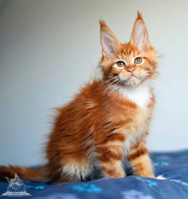 Короткошерстные Мейн куны