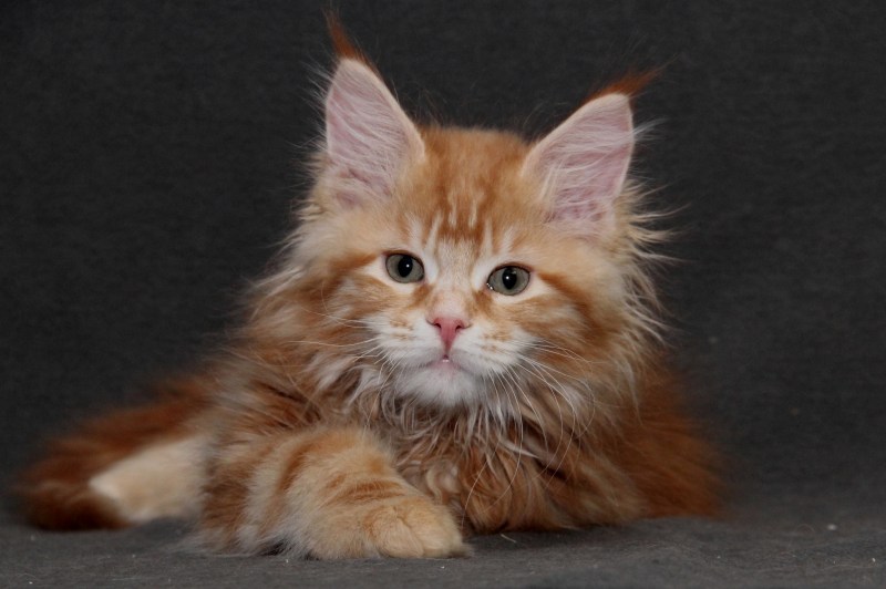 Кошка Мейн кун с котятами