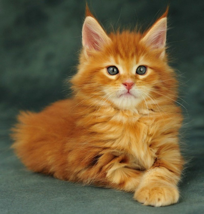 Мейн кун рыжий котенок