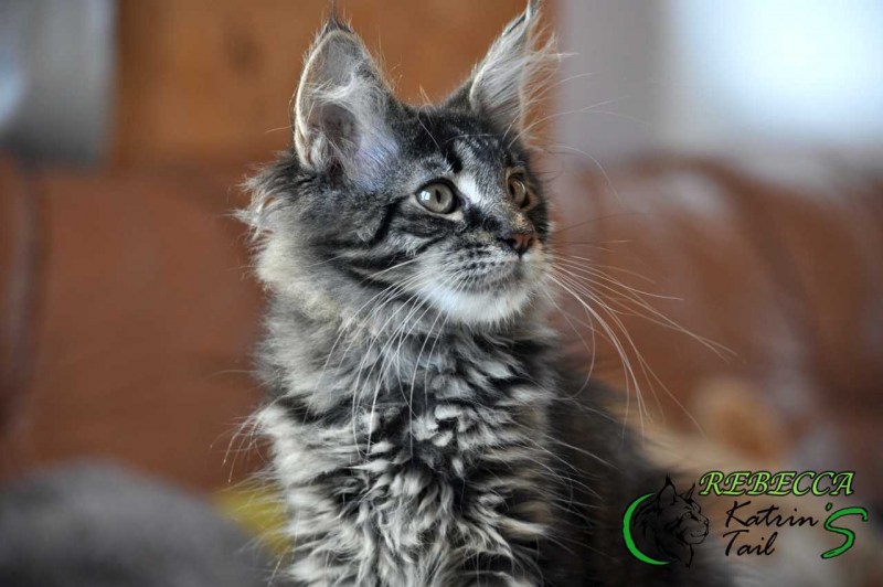Котята Мейн-кун 1.5 месяца