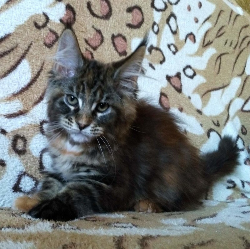 Котята Мейн кун Лесной окрас