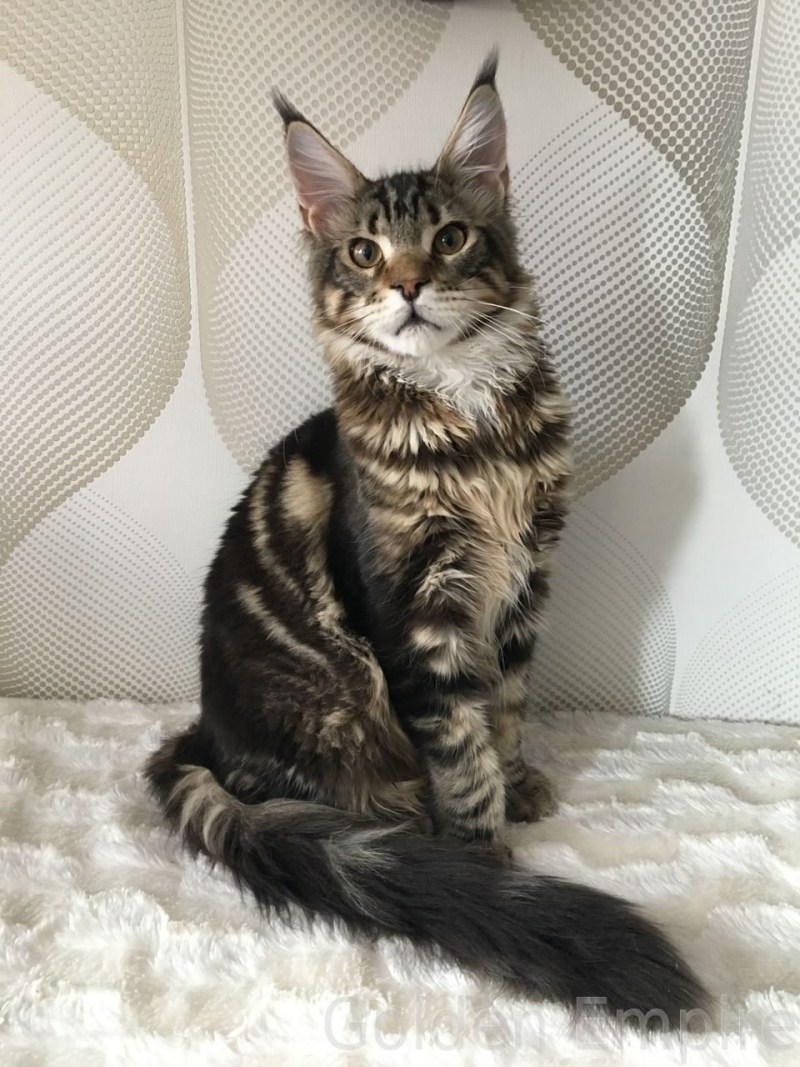 Котята метисы Мейн куна
