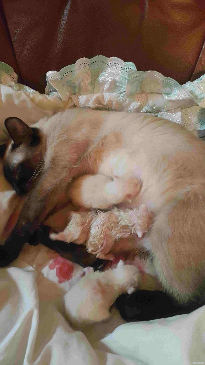 Кошка с родившимися котятами