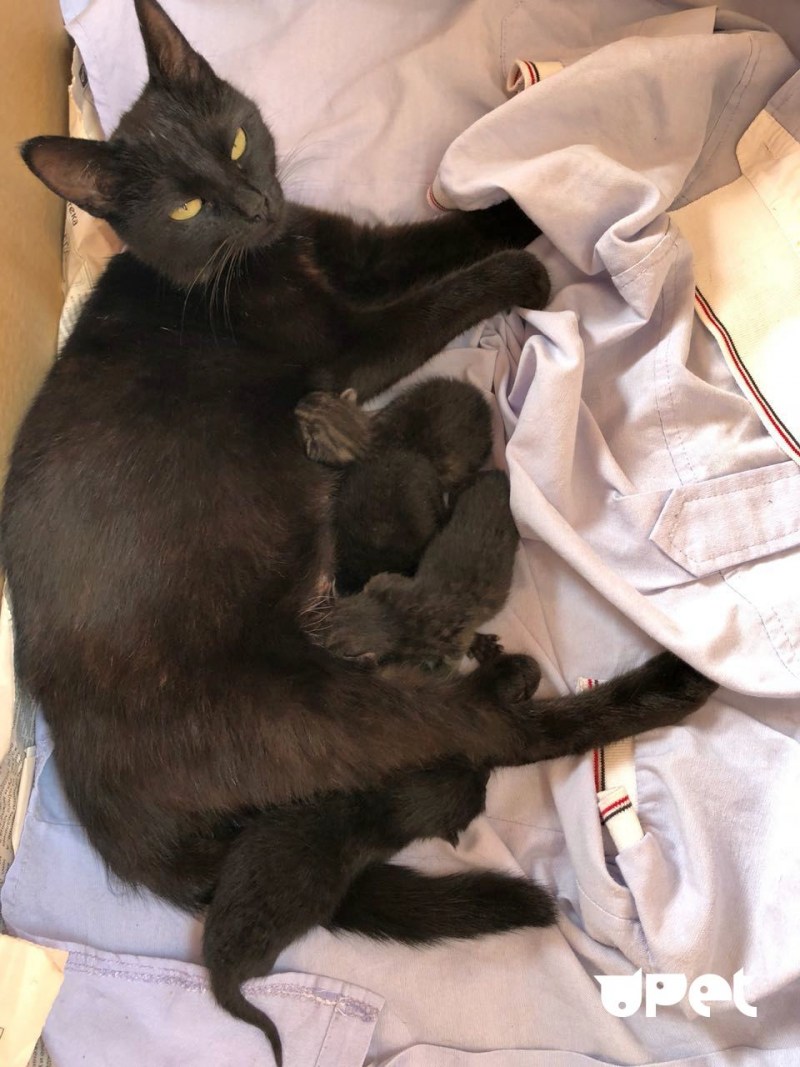 Британская кошка родила котят