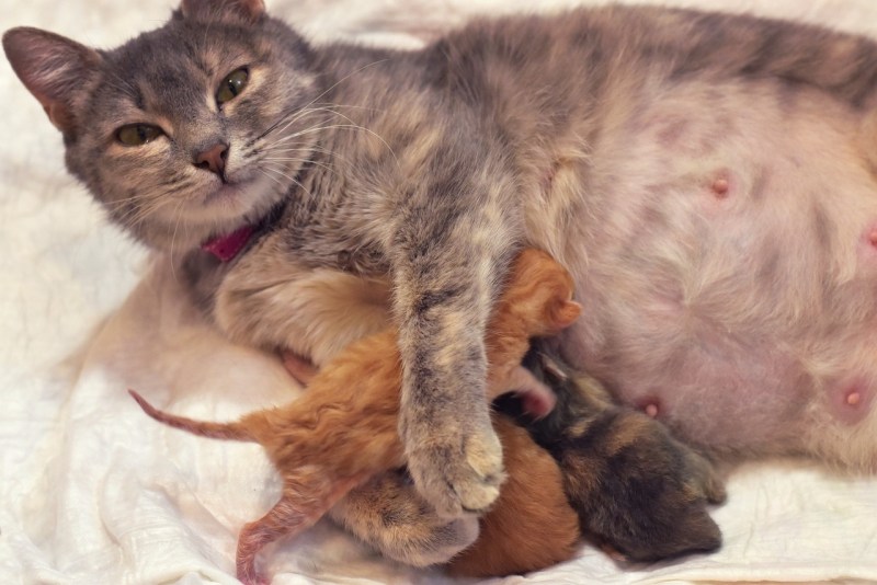 Беременные британские кошки