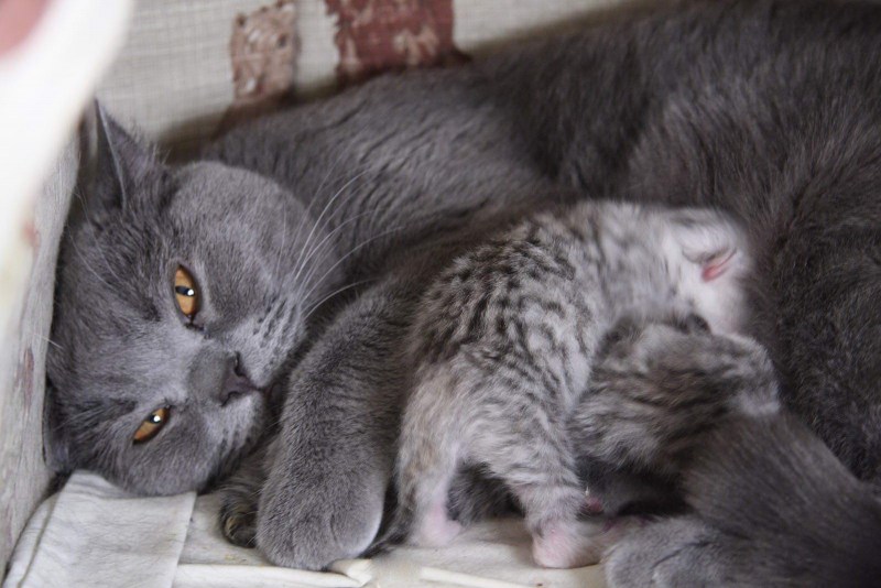 Британская кошка родила котят