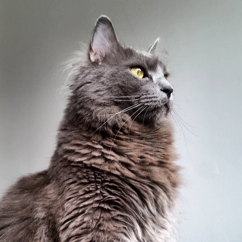 Кот Нибелунг