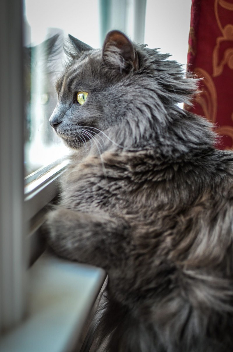 Нибелунг порода Дакота