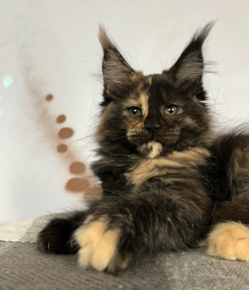 Dreamcatcher Maine Coon cattery