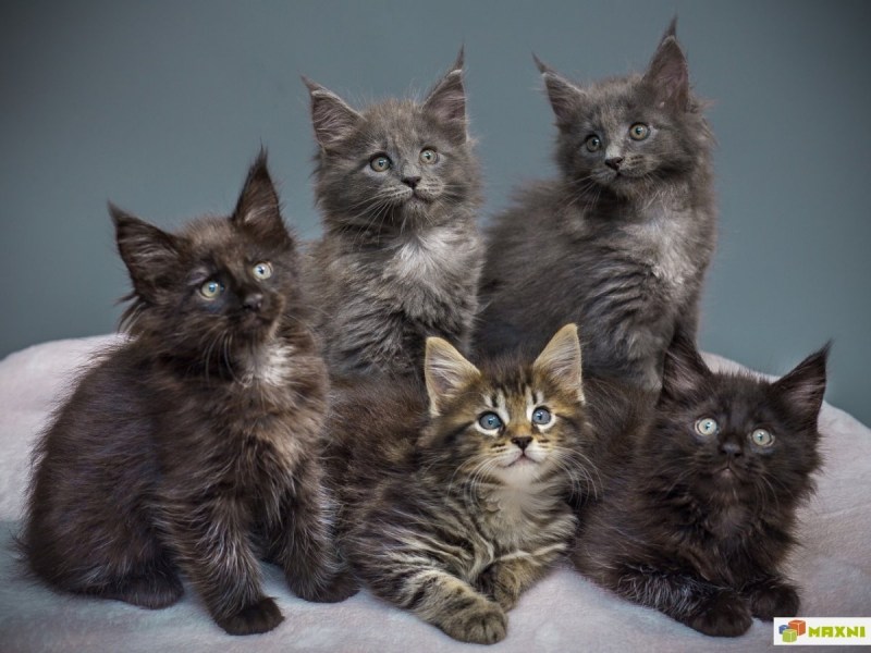 Коты метисы Мейн куна