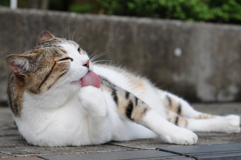 Кот умывается