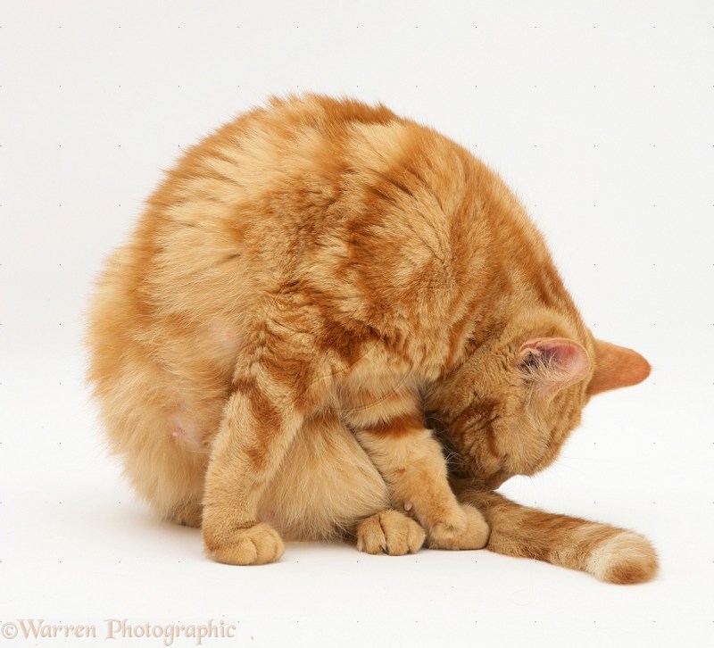 Кот лижет