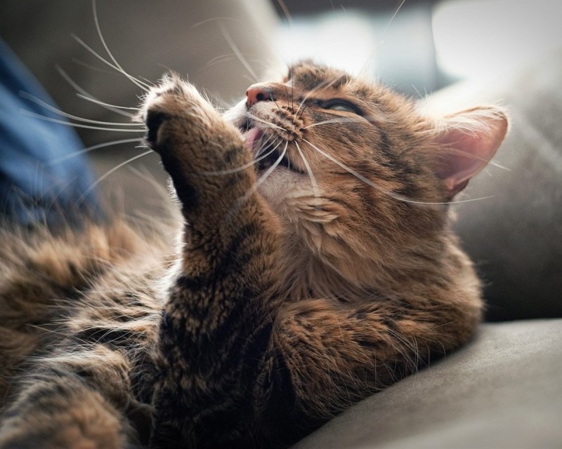 Котенок умывается