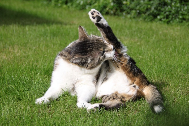 Коты вылизываются
