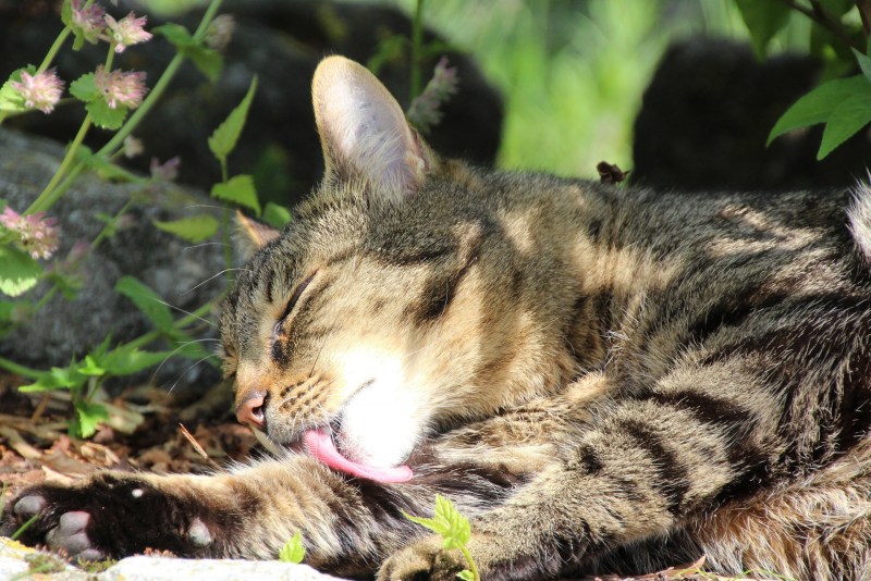 Кошка жара