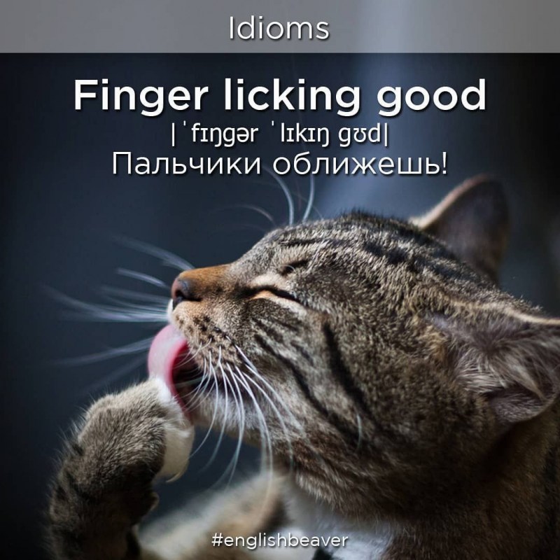 Кот умывается