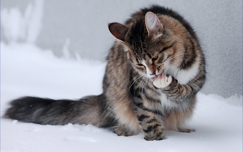 Кошка умывается лапкой