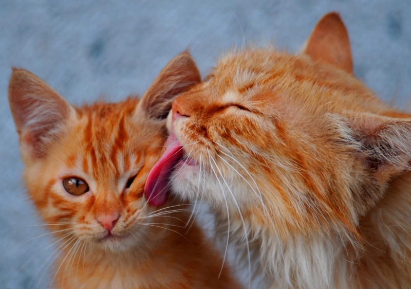 Котенок лижет
