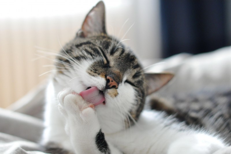 Кошка умывается