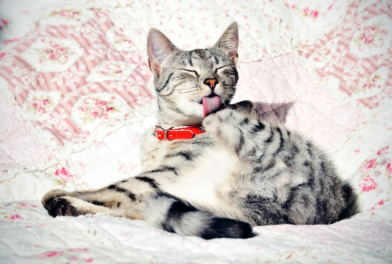 Котенок вылизывается