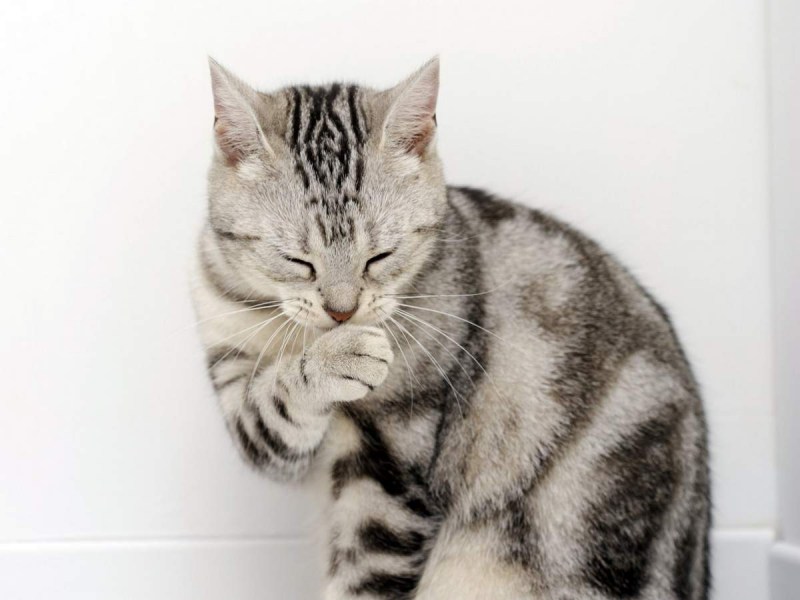 Кошка умывается лапкой